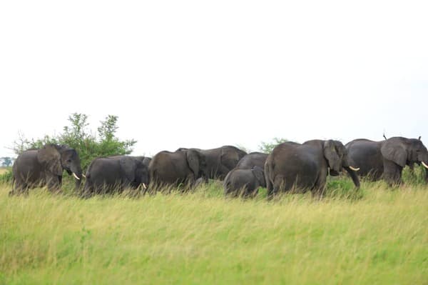 Kidepo Valley National Park