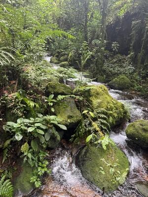 Gorilla Trekking in Bwindi: What You Need to Know