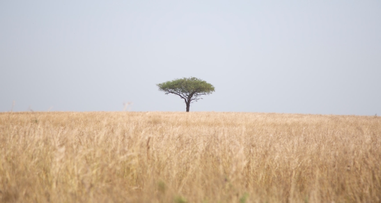 Chimpanzee Tracking in Kibale Forest